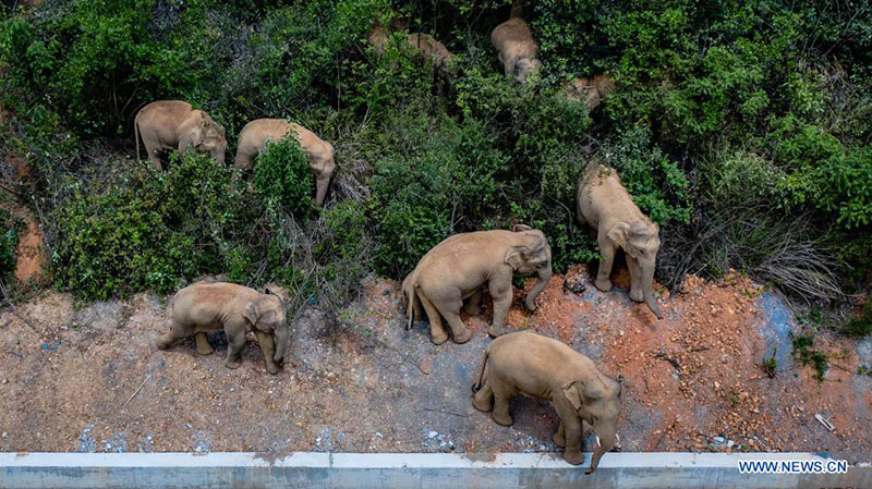 Chine : des éléphants d'Asie sauvages migrent vers le nord dans le Yunnan