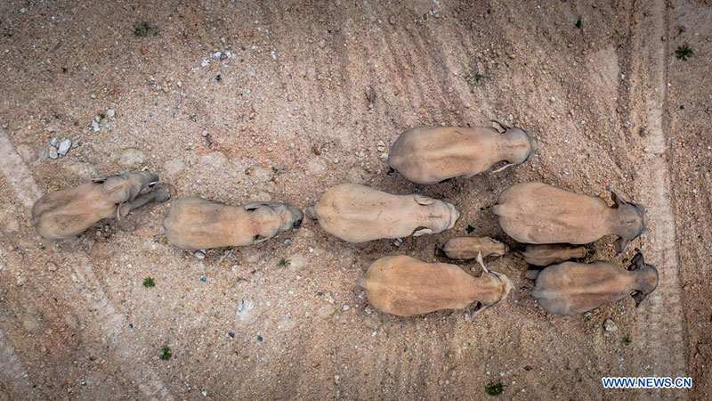 Chine : des éléphants d'Asie sauvages migrent vers le nord dans le Yunnan