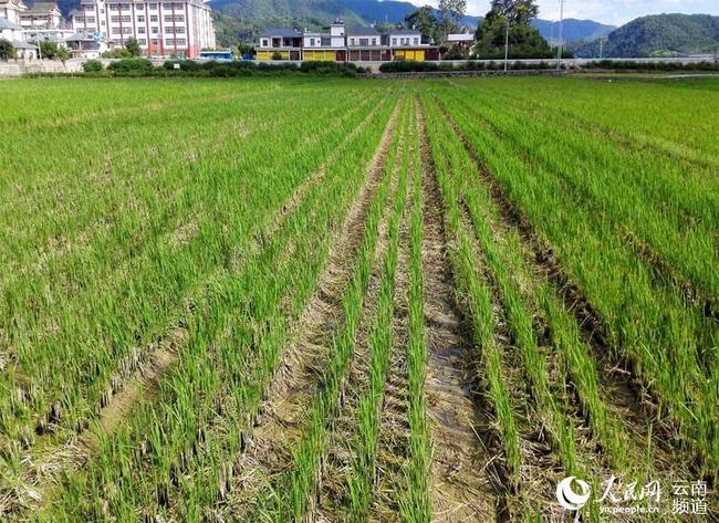 Des scientifiques chinois développent une variété de riz pouvant être récoltée plusieurs fois sans devoir être plantée une deuxième fois