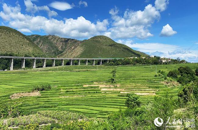 Des scientifiques chinois développent une variété de riz pouvant être récoltée plusieurs fois sans devoir être plantée une deuxième fois