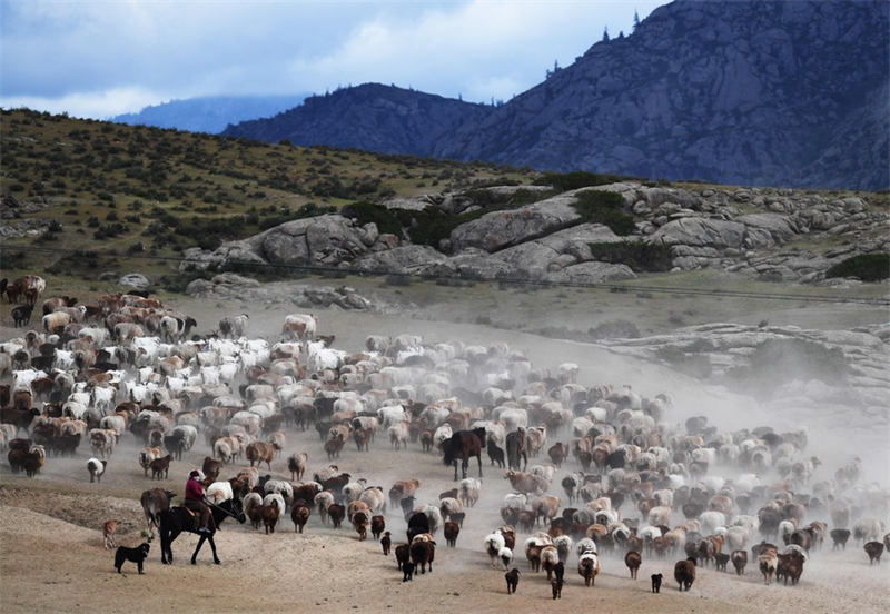 En route pour les paturages d'été au Xinjiang