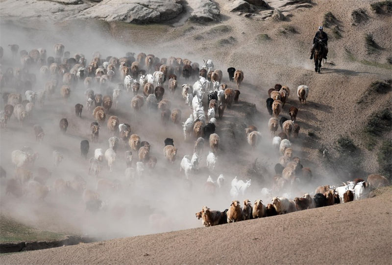 En route pour les paturages d'été au Xinjiang