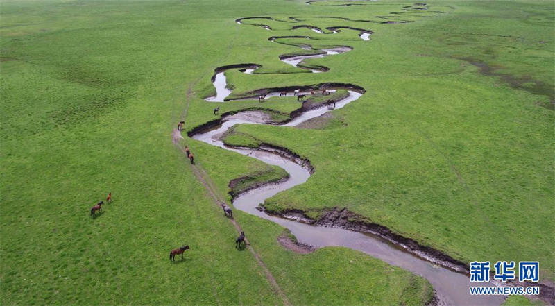 Gansu : la prairie de Langdu au début de l'été