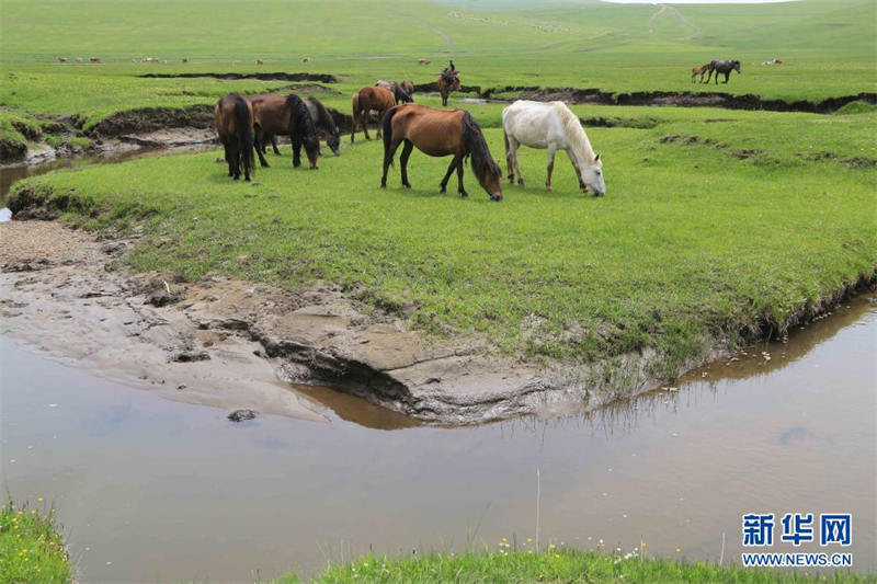 Gansu : la prairie de Langdu au début de l'été