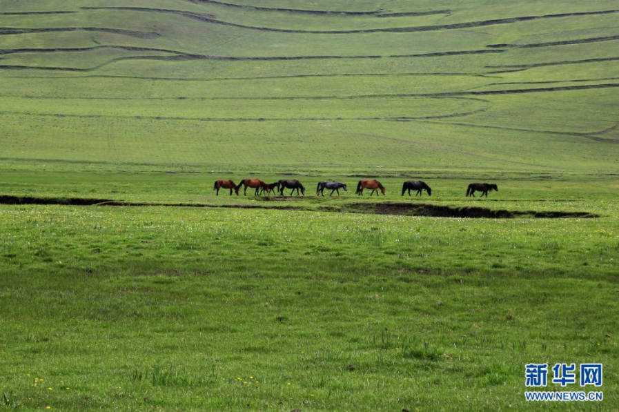 Gansu : la prairie de Langdu au début de l'été