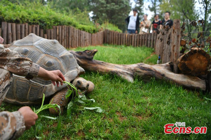 Deux tortues géantes d'Aldabra présentées pour la première fois à Kunming