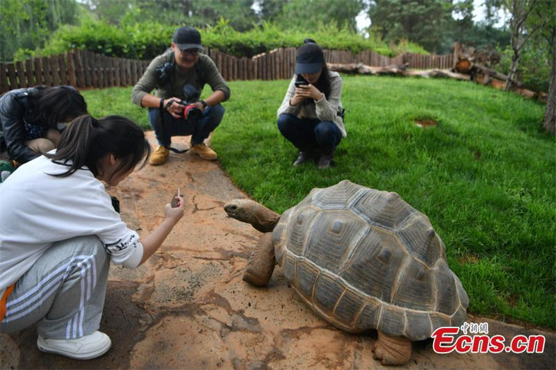 Deux tortues géantes d'Aldabra présentées pour la première fois à Kunming