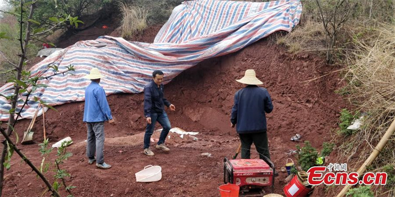 Un fossile de dinosaure presque intact découvert dans le Yunnan