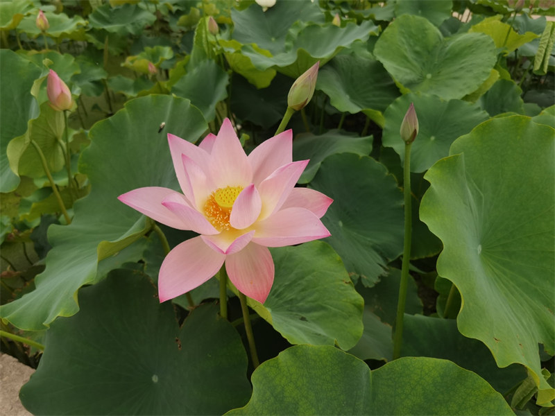 Ouverture du Festival du lotus à l'ancien Palais d'été de Beijing