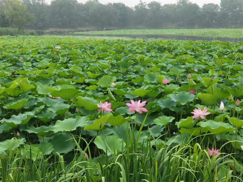 Ouverture du Festival du lotus à l'ancien Palais d'été de Beijing