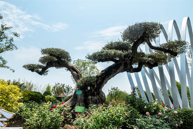 Chine : l'Expo des fleurs de Shanghai s'épanouit avec succès