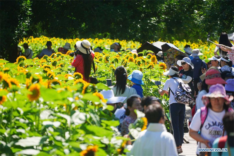 Chine : des tournesols dans un parc à Beijing