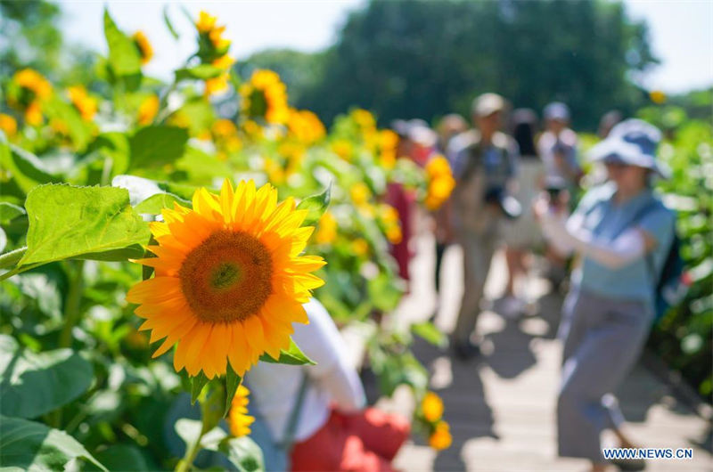 Chine : des tournesols dans un parc à Beijing