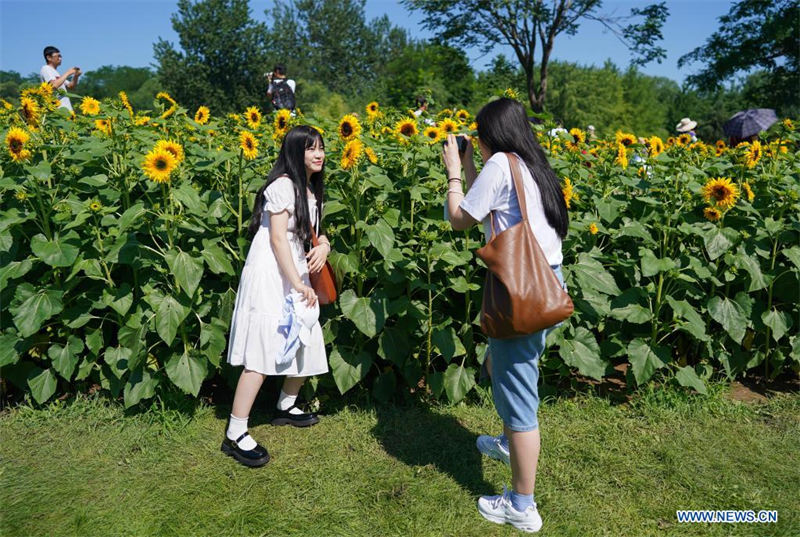 Chine : des tournesols dans un parc à Beijing