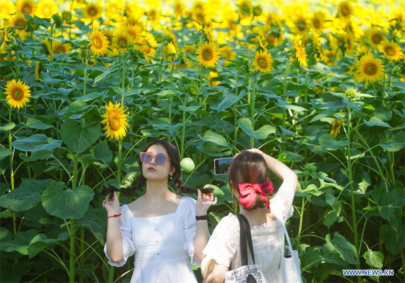 Chine : des tournesols dans un parc à Beijing