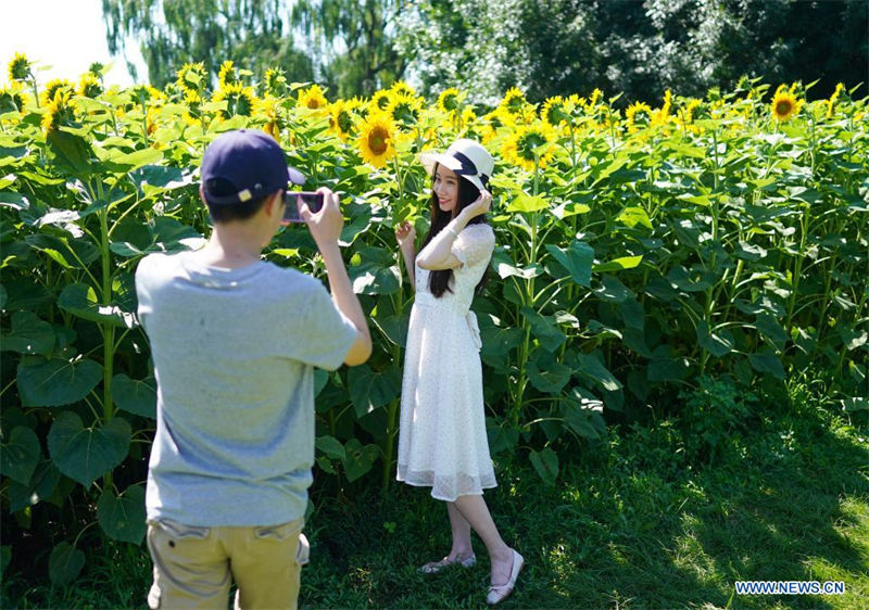 Chine : des tournesols dans un parc à Beijing