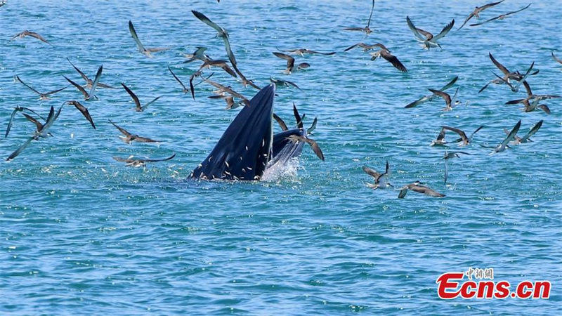 Un rorqual de Bryde chasse dans la baie de Mirs à Shenzhen