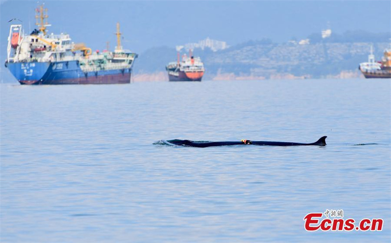 Un rorqual de Bryde chasse dans la baie de Mirs à Shenzhen