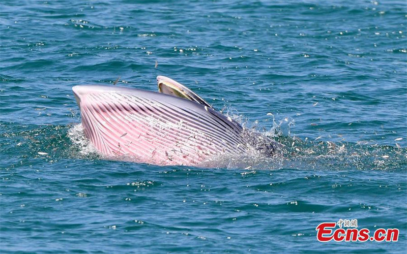 Un rorqual de Bryde chasse dans la baie de Mirs à Shenzhen