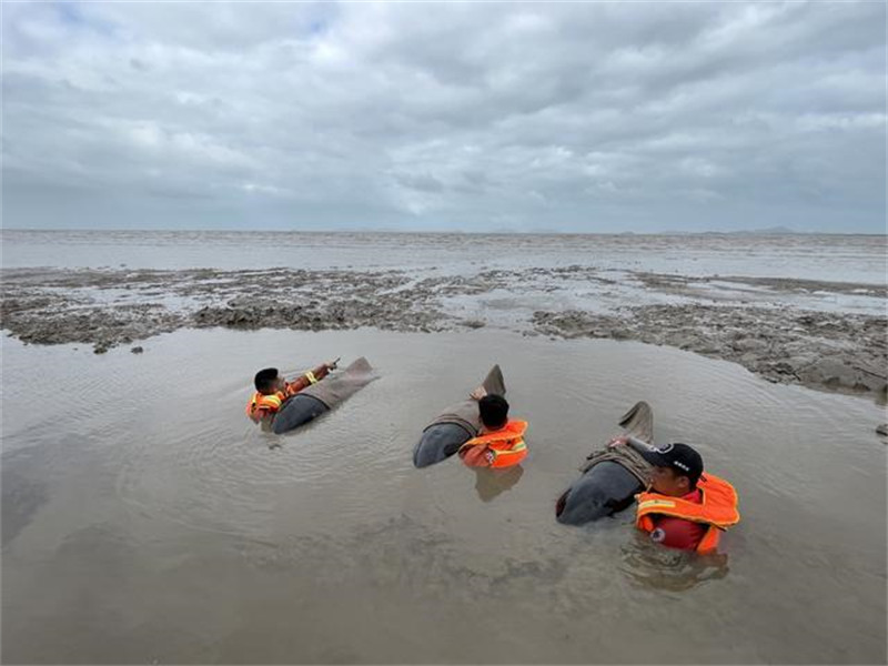 Neuf dauphins d'électre sauvés après s'être échoués sur un haut-fond dans le Zhejiang