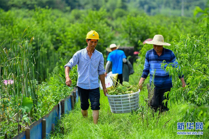 La saison de récolte des lotus d'été bat son plein dans le Hunan