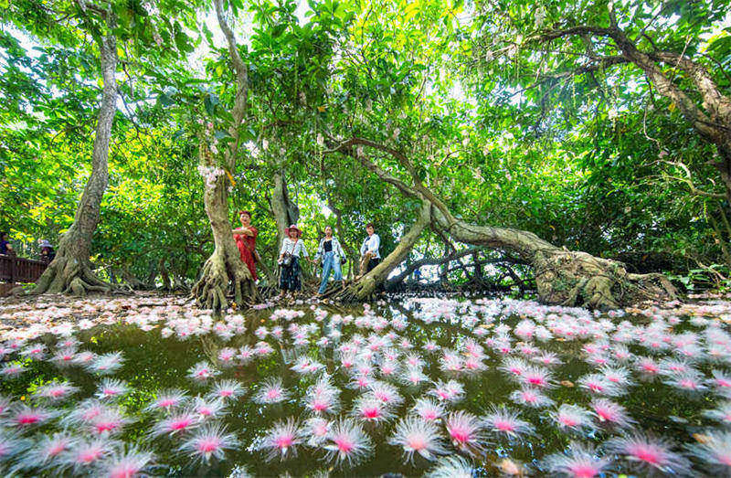 Hainan : les fleurs de barringtonia sont en pleine floraison et parfumées dans le vieux village de Qili