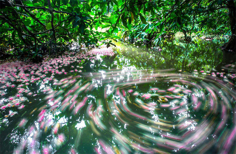 Hainan : les fleurs de barringtonia sont en pleine floraison et parfumées dans le vieux village de Qili