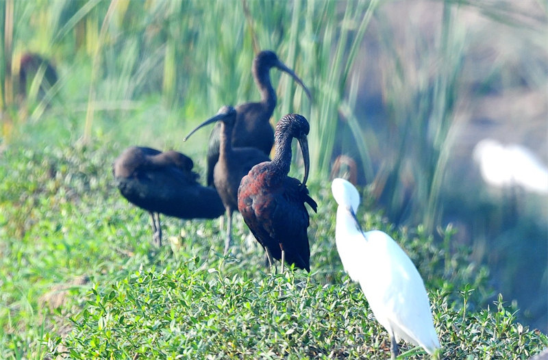 De rares ibis falcinelles repérés dans le Hubei