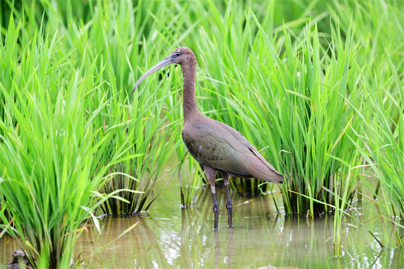 De rares ibis falcinelles repérés dans le Hubei