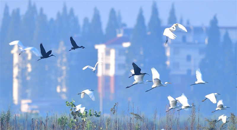 De rares ibis falcinelles repérés dans le Hubei