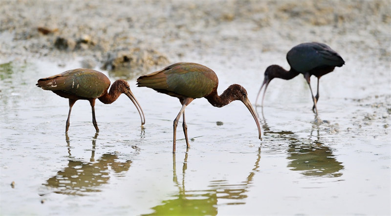 De rares ibis falcinelles repérés dans le Hubei