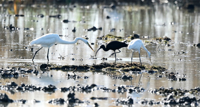 De rares ibis falcinelles repérés dans le Hubei