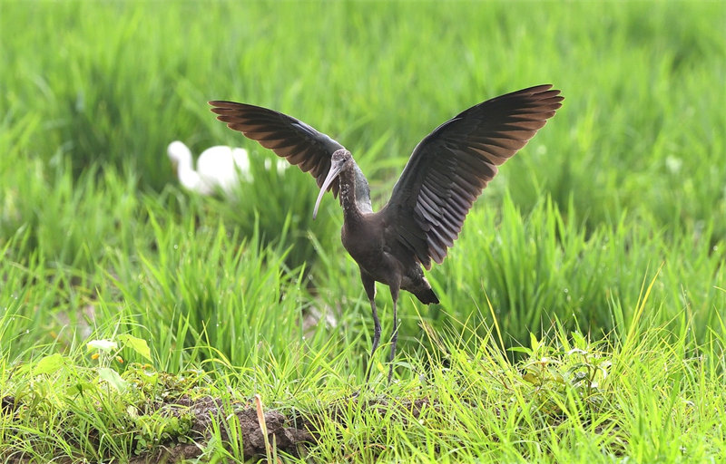 De rares ibis falcinelles repérés dans le Hubei