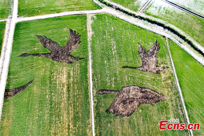 Un grand tableau appara?t dans les rizières du Gansu