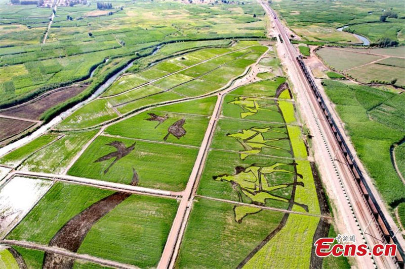 Un grand tableau appara?t dans les rizières du Gansu