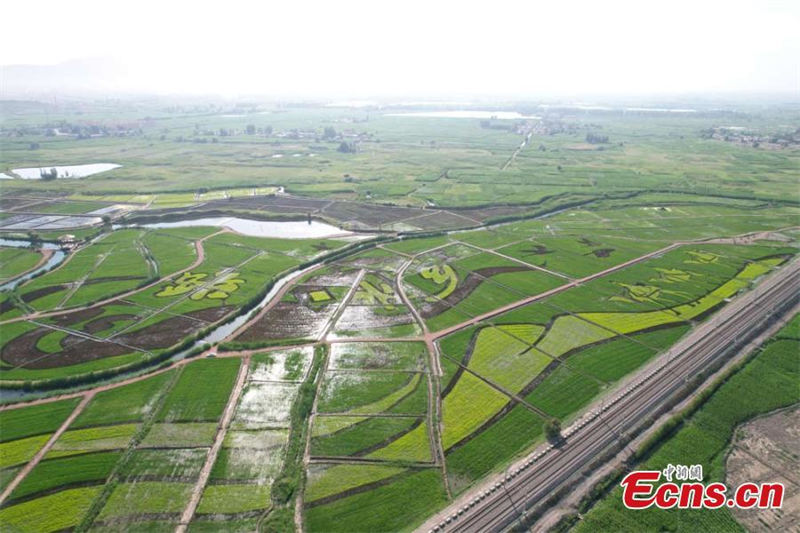 Un grand tableau appara?t dans les rizières du Gansu