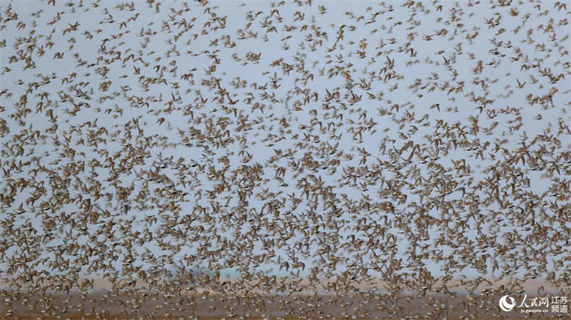 Tiaozini, un paradis pour les oiseaux migrateurs dans l'est de la Chine