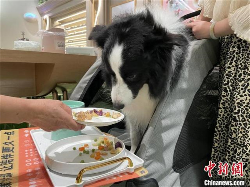 Ouverture d'un premier restaurant pour animaux de compagnie à Shanghai