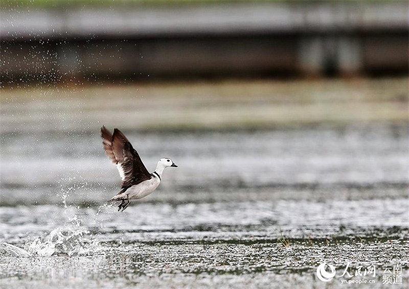 L'anserelle de Coromandel, un des plus petits oiseaux aquatiques du monde, est apparu dans le Yunnan