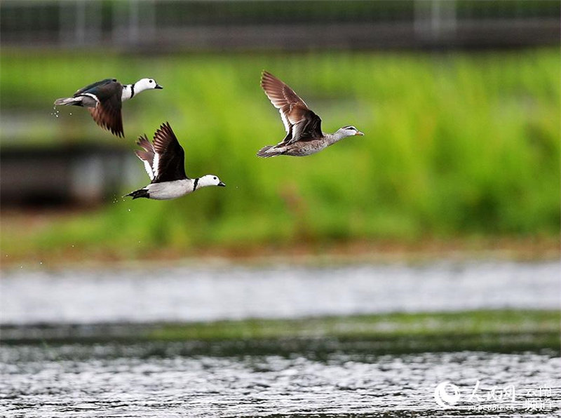 L'anserelle de Coromandel, un des plus petits oiseaux aquatiques du monde, est apparu dans le Yunnan