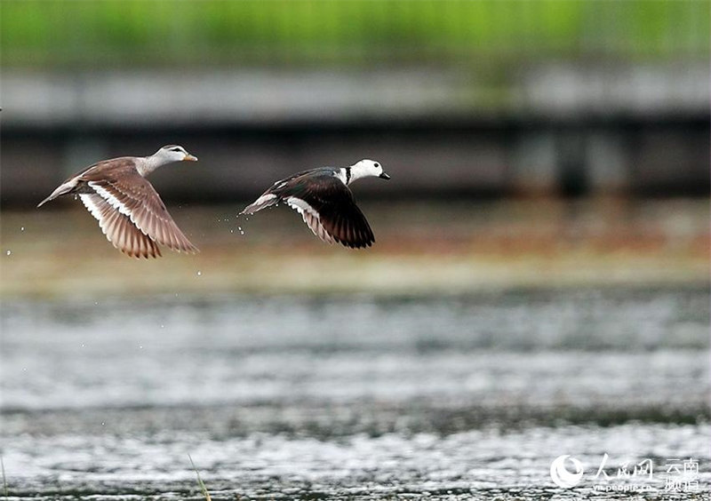 L'anserelle de Coromandel, un des plus petits oiseaux aquatiques du monde, est apparu dans le Yunnan