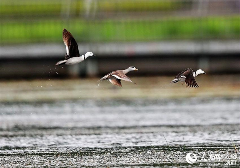 L'anserelle de Coromandel, un des plus petits oiseaux aquatiques du monde, est apparu dans le Yunnan