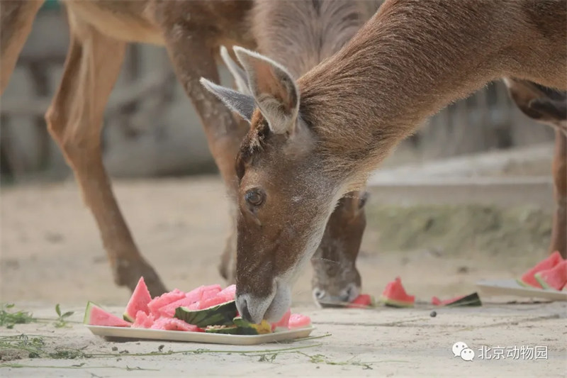 Cet été, les animaux ont aussi le droit de se rafra?chir