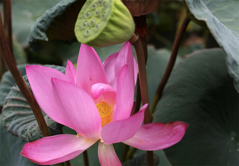 Des fleurs de lotus de graines millénaires s'épanouissent