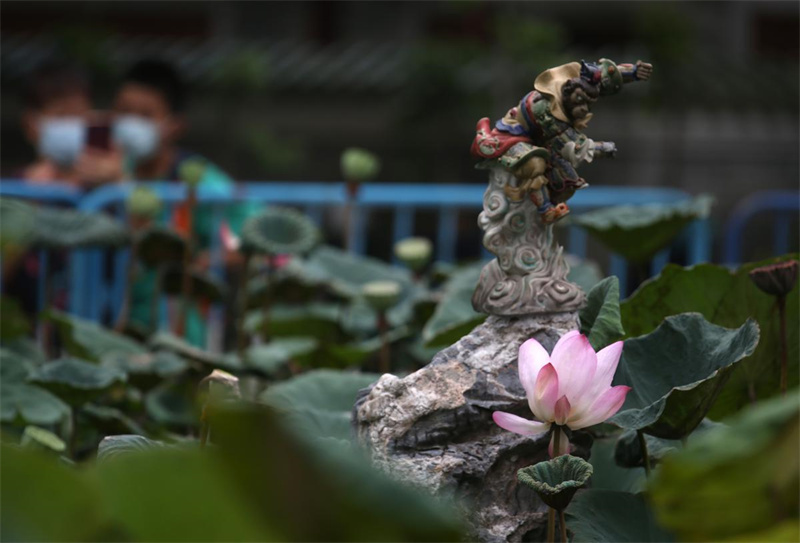 Des fleurs de lotus de graines millénaires s'épanouissent