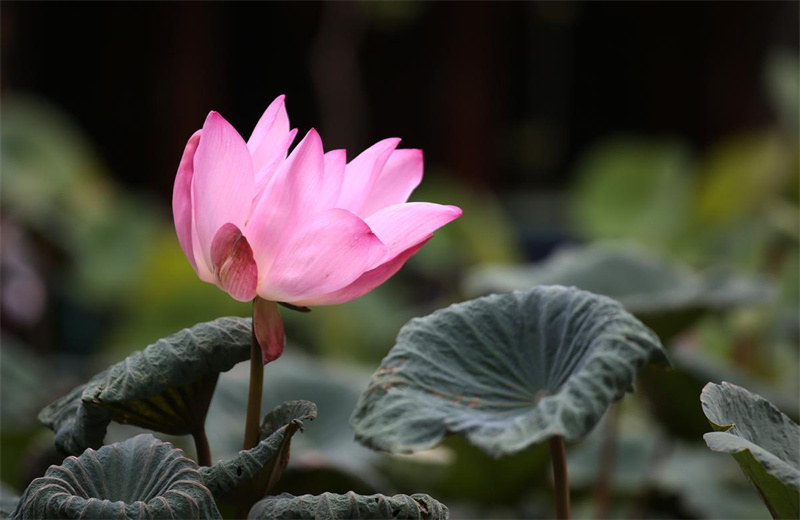 Des fleurs de lotus de graines millénaires s'épanouissent