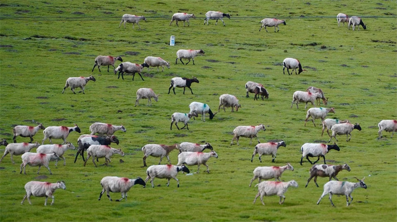 Admirez les paysages magnifiques le long du lac Qinghai