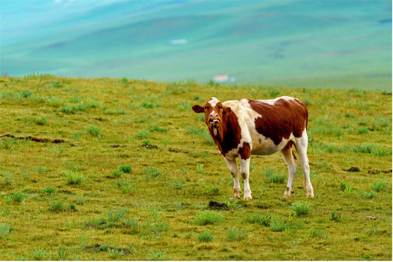 Admirez les paysages magnifiques le long du lac Qinghai