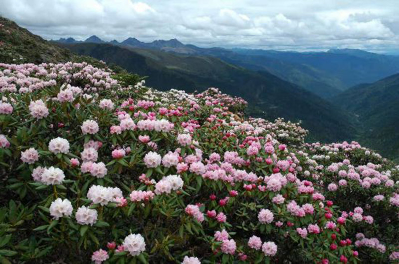 Le singe doré du Yunnan, l'ange des montagnes des neiges de Chine