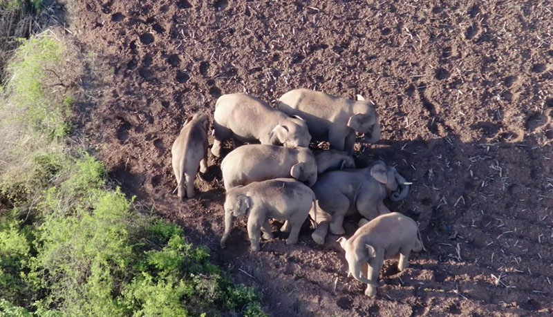 Le groupe d'éléphants voyageurs du Yunnan retrouvé sain et sauf chez lui